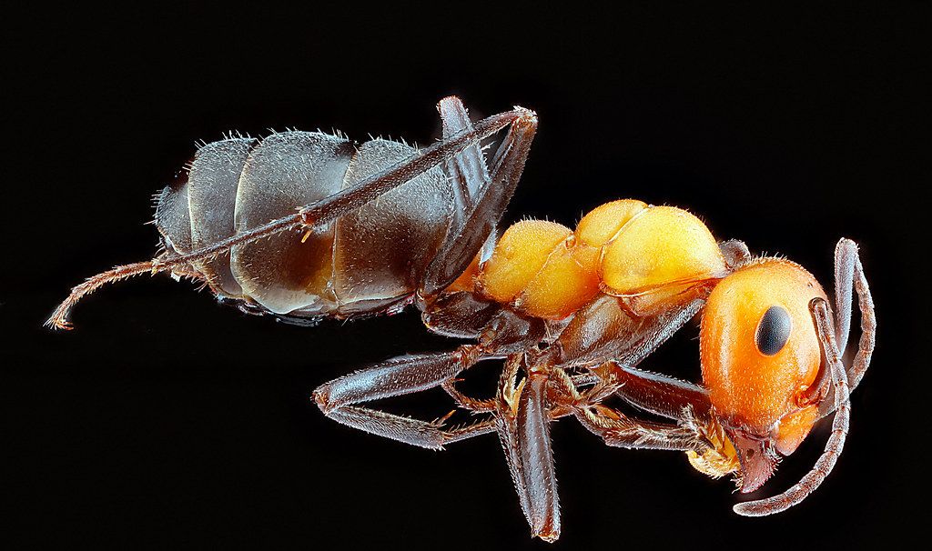 Ant Control service in Peabody, MA