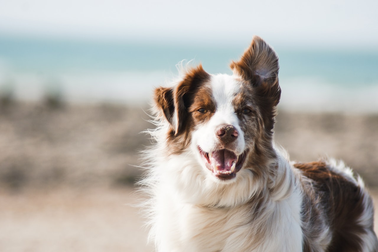 Flea & Tick Control service in Peabody, MA