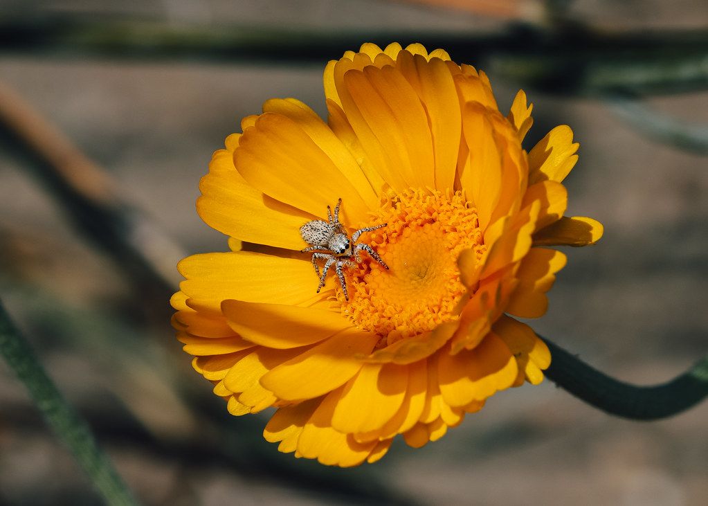 Spider Control service in Peabody, MA